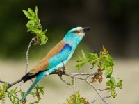 Coracias garrulus garrulus Chachuna, Kakheti, Georgia 20180427_1434