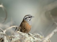 Emberiza cia prageri ad male Darial Gorge, Stepantsminda, Mtskheta-Mtianeti, Georgia 20180425_2124