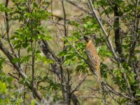 Emberiza melanocephala male Valley 1.1 km WSW Dalis Reservoir Tower, Chachuna, Kakheti, Georgia 20180427_1177