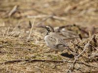 Eremophila alpestris penicillata 3.2 km NNE Gudauri Monument, Stepantsminda, Mtskheta-Mtianeti, Georgia 20180424_2481