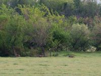 Canis aureus 1.2 km NW Nagebi, Kvemo Kartli, Georgia 20180429_3087