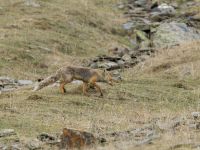 Vulpes vulpes Kuro S, Stepantsminda, Mtskheta-Mtianeti, Georgia 20180423_2904