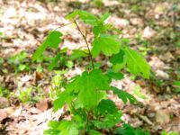 Acer campestre Ananuri, Mtskheta-Mtianeti, Georgia 20180426_3292