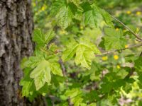 Acer campestre Ananuri, Mtskheta-Mtianeti, Georgia 20180426_3301