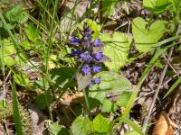 Ajuga reptans Ananuri, Mtskheta-Mtianeti, Georgia 20180426_3273