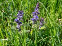 Ajuga reptans Kochebi Lake, Mtskheta-Mtianeti, Georgia 20180428_3105