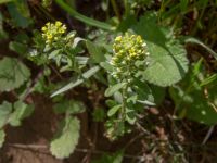 Alyssum alyssoides David Gareji Monastery, Kakheti, Georgia 20180429_2976