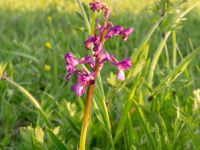 Anacamptis morio ssp. caucasica Chalaubani, Kakheti, Georgia 20180426_3329