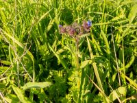 Anchusa gmelinii Chalaubani, Kakheti, Georgia 20180426_3315