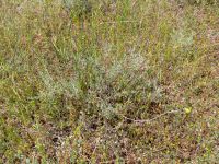 Artemisia campestris Valley 4.4 km NW Dalis Reservoir Tower, Chachuna, Kakheti, Georgia 20180427_3211