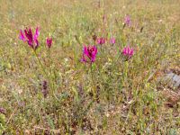 Astragalus stevenianus Valley 4.4 km NW Dalis Reservoir Tower, Chachuna, Kakheti, Georgia 20180427_3193