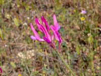 Astragalus stevenianus Valley 4.4 km NW Dalis Reservoir Tower, Chachuna, Kakheti, Georgia 20180427_3194