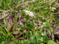 Bellis perennis Ananuri, Mtskheta-Mtianeti, Georgia 20180426_3300