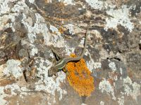 Darevskia daghestanica Darial Gorge, Stepantsminda, Mtskheta-Mtianeti, Georgia 20180425_2098