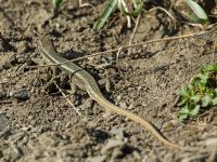 Darevskia daghestanica Kuro N, Stepantsminda, Mtskheta-Mtianeti, Georgia 20180424_2632