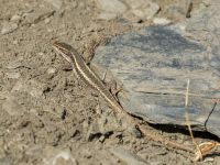 Darevskia daghestanica Kuro N, Stepantsminda, Mtskheta-Mtianeti, Georgia 20180424_2646