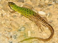 Lacerta agilis female Chalaubani, Kakheti, Georgia 20180426_1706