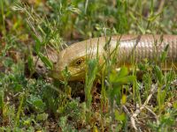 Pseudopus apodus Valley 8 km W Udabno, Kakheti, Georgia 20180429_0328