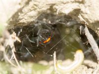 Steatoda paykulliana Valley 4.4 km NW Dalis Reservoir Tower, Chachuna, Kakheti, Georgia 20180427_1200