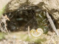 Steatoda paykulliana Valley 4.4 km NW Dalis Reservoir Tower, Chachuna, Kakheti, Georgia 20180427_1202