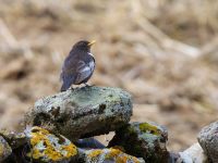 Turdus torquatus amicorum male Kobi, Stepantsminda, Mtskheta-Mtianeti, Georgia 20180423_2690