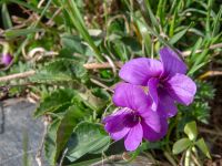 Viola ambigua Kuro S, Stepantsminda, Mtskheta-Mtianeti, Georgia 20180423_3693