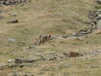 Vulpes vulpes Kuro S, Stepantsminda, Mtskheta-Mtianeti, Georgia 20180423_2903