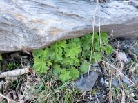 Alchemilla Kuro S, Stepantsminda, Mtskheta-Mtianeti, Georgia 20180426_3264