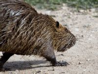 Myocastor coypus Hula lake, Israel 20130401 025