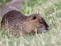 Myocastor coypus Hula lake, Israel 20130401 048