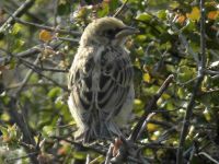 Emberiza melanocephala juv Petra reservoir, Lesvos, Greece 20050612 119