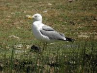 Larus michahellis ad Klio, Lesvos, Greece 20050616 082