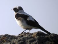 Oenanthe melanoleuca ad male light-throated Petra reservoir, Lesvos, Greece 20050612 154