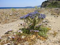 Cardopatium corymbosum Skala Sikamineas, Lesvos, Greece 20050618 465