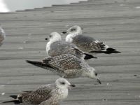 Larus michahellis atlantis 2cy, 3cy Funchal harbour, Madeira, Portugal 20050225