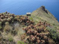 Aloe arborescens Ponta do Garajau, Madeira, Portugal20050806 033