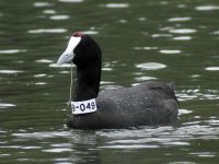 Fulica cristata ad Albufera, Mallorca, Spain 20090711 118