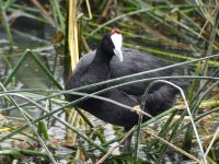 Fulica cristata ad Albufera, Mallorca, Spain 20090711 168