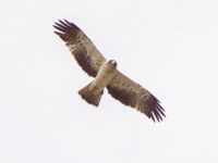 Aquila pennata light Pollenca, Mallorca, Spain 20120928B 068