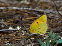 Colias croceus male Portals Vells, Mallorca, Spain 20121001B 002