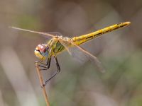 Sympetrum fonscolombii female Portals Vells, Mallorca, Spain 20121001B 025