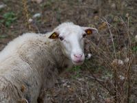 Ovis aries Boquer vally, Mallorca, Spain 20120929 013