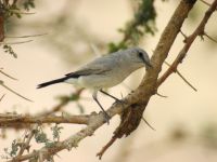 Cercomela melanura oasis 5,5 km E Feiran, Egypt 20090406 725