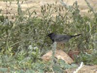 Curruca ruppeli male 5,5 km E Feiran, Egypt 20090406 631