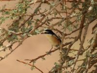 Lanius nubicus male 5,5 km E Feiran, Egypt 20090406 616 3