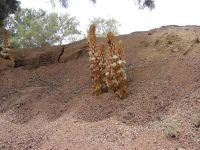 Orobanche crenata oasis 5,5 km E Feiran, Egypt 20090406 608