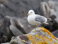 Larus canus ad Runde, Norway 20110704 080