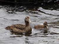 Somateria mollissima Runde, Norway 20110704 106