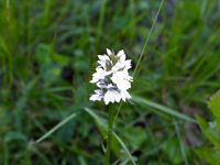 Dactylorhiza maculata subsp. fuchsii Romsdalen, Norway 20110703 041