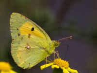 Colias croceus Etna Nord, Sicily, Italy 20110806B 1002